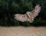 Peter-North_Owl-in-Flight