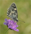 Ian Tulloch_Marbled White on Scabious