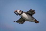 Ian Tulloch_Puffin with Whisker of Sand Eels