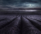 Peter North_Moonrise Over Lavender Fields