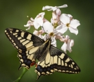 Jenny Collier_Swallowtail nectaring