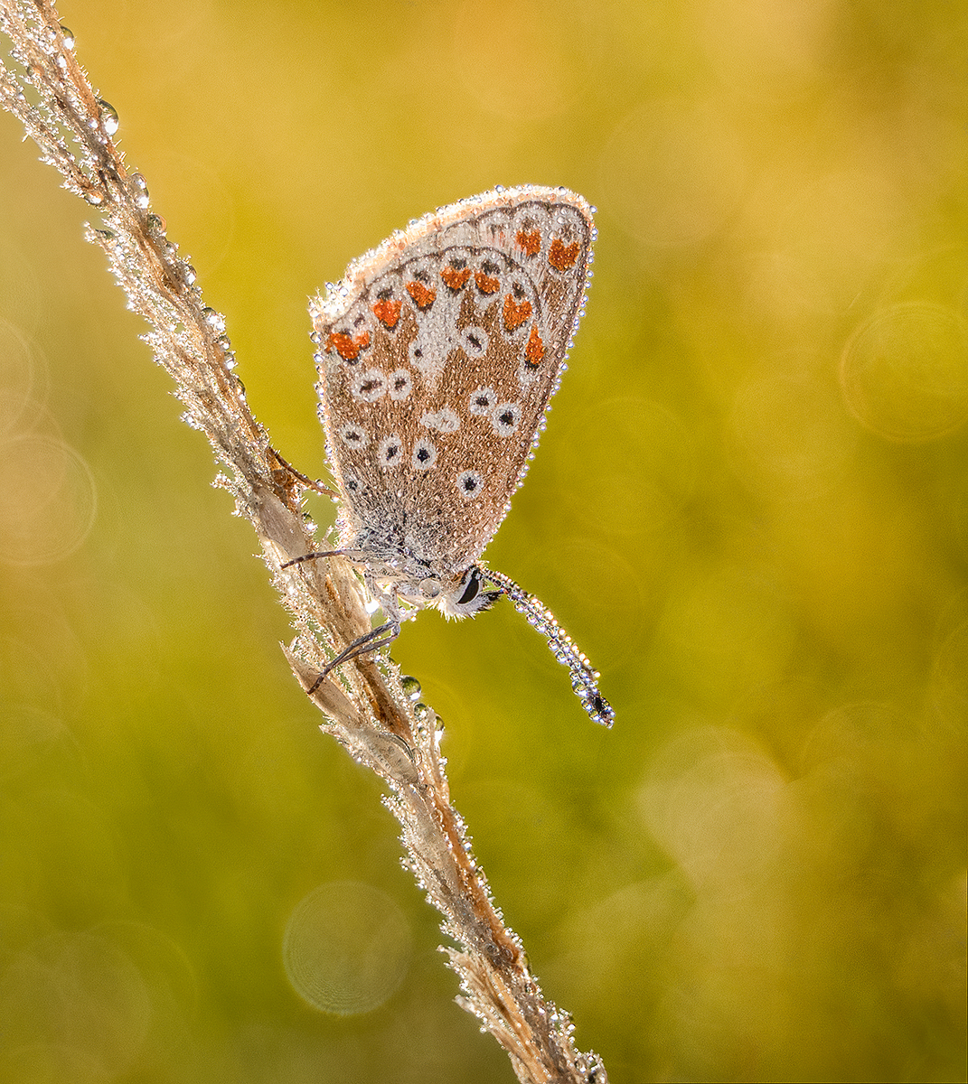 Ian Tulloch: Brown Argus at roost - 19