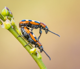 Ian Tulloch: Asparagus Beetles - 19