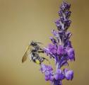 Gary-Yalloway_Bee-Nectaring