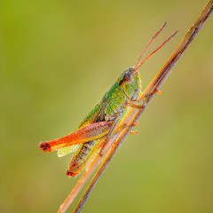 Ian Tulloch: Meadow Grasshopper with Dew Drops - 19