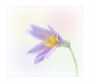 Paul Ravenscroft_Pasque Flower