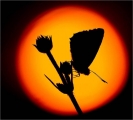 Ian Tulloch - Ian Tulloch_Butterfly at Sunset