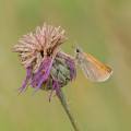 Andre-Neves_Small-Skipper-on-Greater-Knapweed