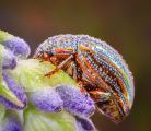 Ian-Tulloch_Rosemary-Beetle-with-Dew-Drops