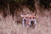 Alan-Linsdell_Focussed-Foxes