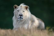 Peter North_White Lion