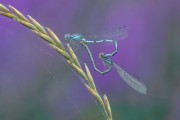 Andre Neves_Blue-tailed damselflies mating