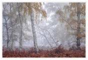 Nigel Northwood_Trees in the mist