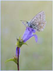 Andre Neves: Male Chalkhill Blue - 19