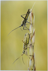 Andre Neves: Meadow plant bug pair - 19