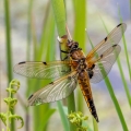 Dave Cole_Four Spotted Chaser