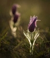 Andre Neves_Pasque flower