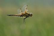 Andre-Neves_Four-Spotted-Chaser-in-flight