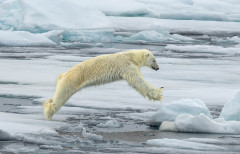 Ian Tulloch, Polar Bear Leaping - 20