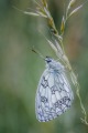 Andre Neves_Marbled White