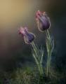 Pasque-Flowers-at-Sunset_Peter-North