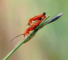 Ian-Tulloch_Red-Soldier-Beetles