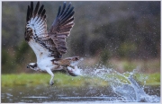Alan Linsdell_Osprey and Trout