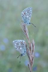 Andre Neves: The old and young male Chalkhill Blues - 20