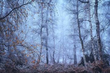 David Reynolds: Winter Woodland - 19