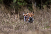 Alan-Linsdell_10_Focused-Foxes