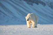 Alan-Linsdell_3_Female-Polar-Bear