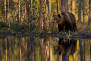 Alan-Linsdell_6_Brown-Bear-in-Summer-Taigea-Forest