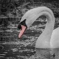 Andre Neves_Swan