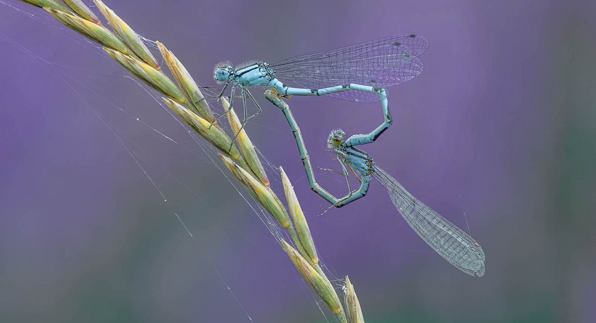 Blue-tailed damselflies mating