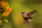 Santa-Marta-Woodstar-Hummingbird