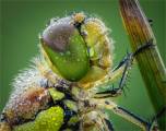 Ian-Tulloch_Common-Darter-Dragonfly