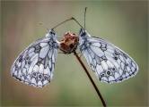 Ian-Tulloch_Marbled-Whites-Resting