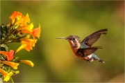 Ian-Tulloch_Santa-Marta-Woodstar-Hummingbird