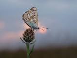 Pam-Aynsley_Male-Chalk-Hill-Blue-at-Sunset
