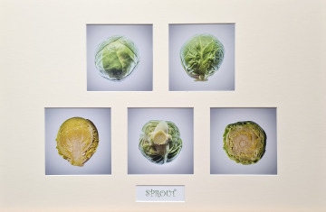 Joint 3rd:  Sprouts, Jenny Collier