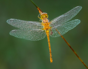 1st Place: Ian Tulloch, Common Darter Roosting