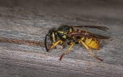 Wasp-Harvesting-Wood-Pulp