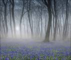 Peter-North_Bluebell-wood-at-Dawn
