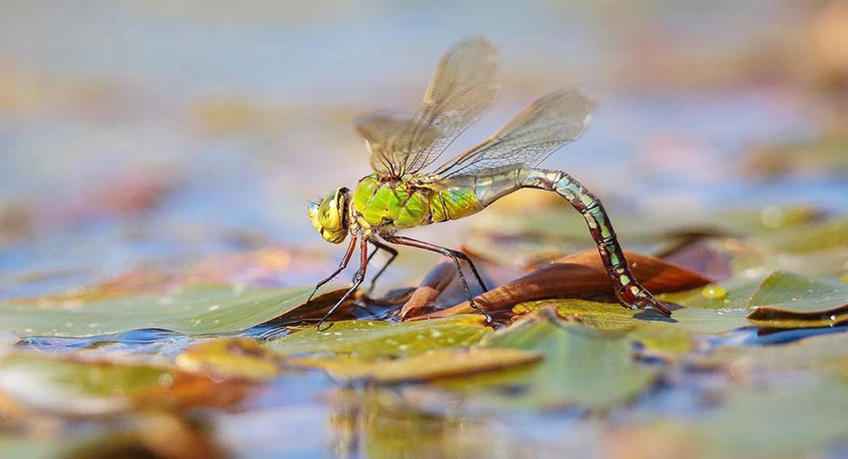 Alan_Linsdell_Emperor dragonfly fem_7601
