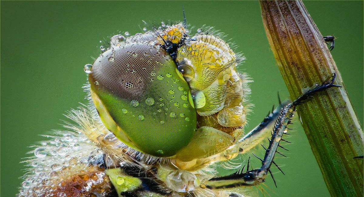 Ian Tulloch_Common Darter Dragonfly