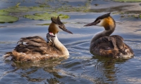 Helen Holway_Family of Crested Grebes