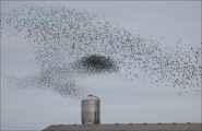 Peter Burt_Murmuration of starlings