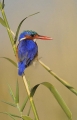 Barbara Stanley - malachite kingfisher
