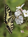 Jenny Collier_Swallowtail feeding