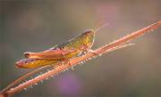 Keith-Truman_Meadow-Grasshopper
